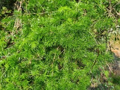 Asparagus laricinus