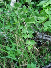 Afrocanthium mundianum