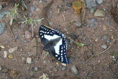 Polyura eudamippus