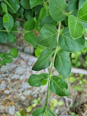 Afrocanthium mundianum