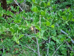 Afrocanthium mundianum