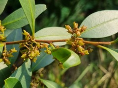 Pterocelastrus echinatus