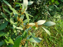 Pterocelastrus echinatus