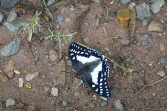 Polyura eudamippus