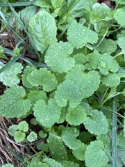 Lamium purpureum