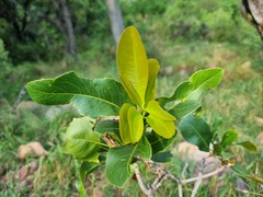 Ochna pulchra