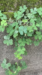 Oxalis corniculata