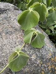 Dioscorea dregeana