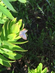 Zizeeria knysna knysna