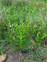 Fadogia homblei