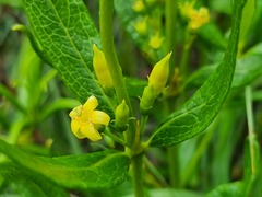 Fadogia homblei