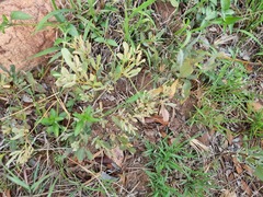 Searsia magalismontana magalismontana