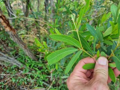 Rhoicissus revoilii