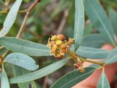 Rhoicissus revoilii
