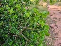 Carissa bispinosa