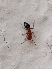 Crematogaster schmidti