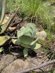 Kalanchoe thyrsiflora