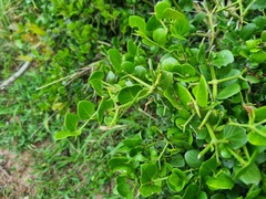 Carissa bispinosa