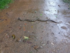 Bothrops jararacussu