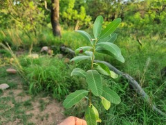Ozoroa paniculosa