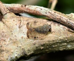 Ricaniidae