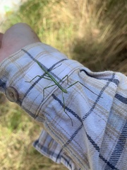 Anchiale austrotessulata