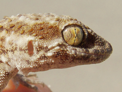 Bunopus tuberculatus