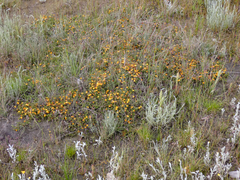 Pultenaea pedunculata