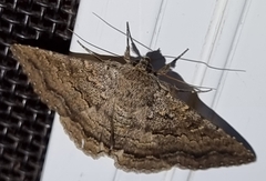 Eudesmeola lawsoni