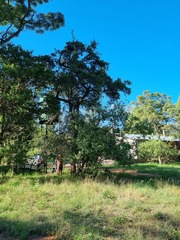 Strychnos cocculoides