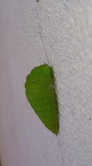 Graphium agamemnon