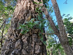 Strychnos cocculoides