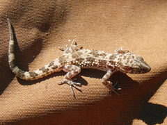 Bunopus tuberculatus