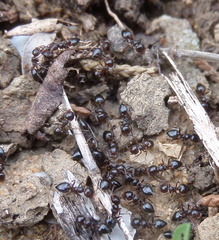 Crematogaster auberti