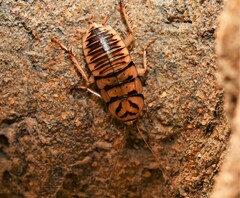 Melanozosteria triangulata