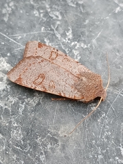 Conistra erythrocephala