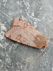 Conistra erythrocephala