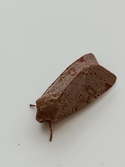 Conistra erythrocephala