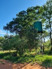 Strychnos cocculoides