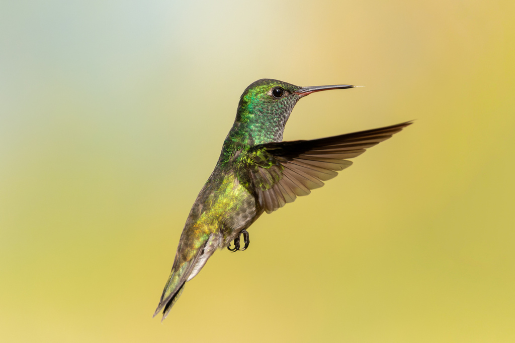 Versicolored Emerald photo