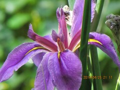 Iris giganticaerulea