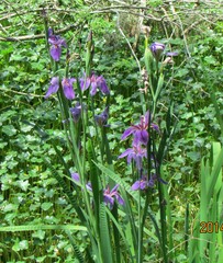 Iris giganticaerulea
