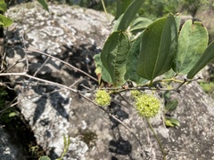 Smilax anceps