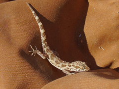 Bunopus tuberculatus