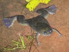 Xenopus laevis