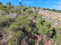 Euclea linearis