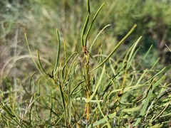 Euclea linearis
