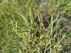 Euclea linearis