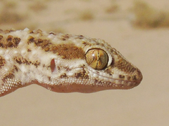 Bunopus tuberculatus