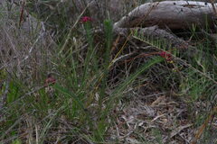 Gompholobium confertum